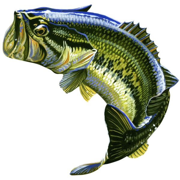Largemouth Bass B 0936 DIGITAL Thumbnail